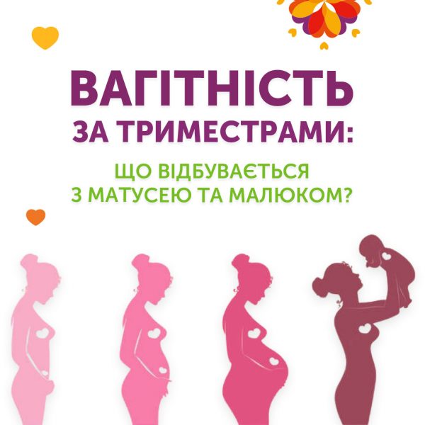 Вагітність за триместрами: що відбувається з матусею та малюком?