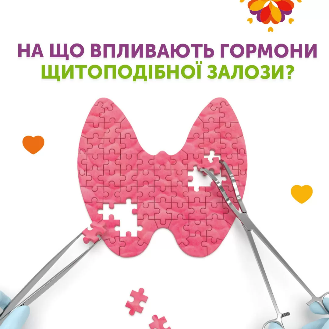 На що впливають гормони щитоподібної залози